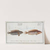 1. Labrus Julis, The Rainbow-fish; 2. Labrus Guttatus, The dropped Wrasse. (1785-1797) by Marcus Elieser Bloch