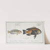 1.Labrus Melagaster, The Black-belly; 2. Labrus malapterus, The soft finned Wrasse. (1785-1797) by Marcus Elieser Bloch