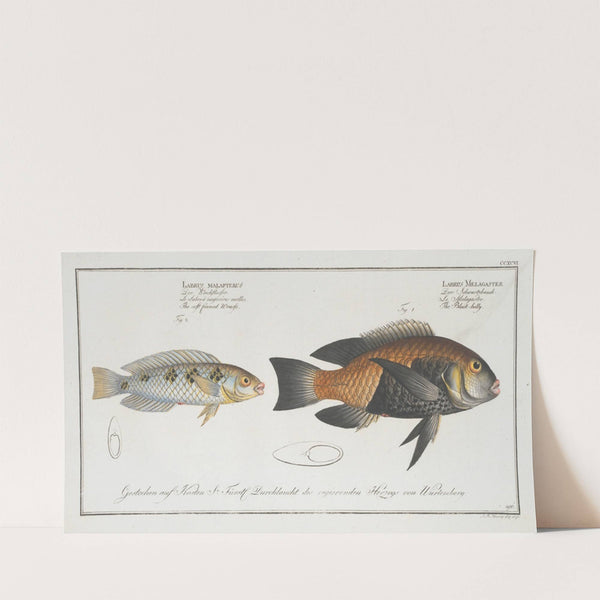 1.Labrus Melagaster, The Black-belly; 2. Labrus malapterus, The soft finned Wrasse. (1785-1797) by Marcus Elieser Bloch