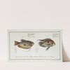 1. Labrus punctatus, The punctulated Wrasse; 2. Labrus trichonterus, The hair-finned Wrasse. (1785-1797) by Marcus Elieser Bloch