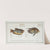 1. Labrus punctatus, The punctulated Wrasse; 2. Labrus trichonterus, The hair-finned Wrasse. (1785-1797) by Marcus Elieser Bloch