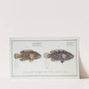 1. Labrus tesselatus, The wainscotted Wrasse; 2. Labrus quinquemaculatus,The five maculated Wrasse. (1785-1797) by Marcus Elieser Bloch