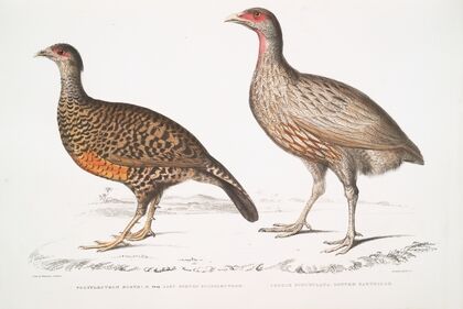 1. Lady North’s Polplectron, Pectrophora (Polyplectron) NorthiÃ¦; 2. Dotted Partridge, Perdix punctulata.
