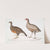 1. Lady North&#039;s Polplectron, Pectrophora (Polyplectron) Northiæ; 2. Dotted Partridge, Perdix punctulata. by John Edward Gray