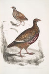 1. Lerwa Partridge, Perdix Lerwa; 2. Red Billed Quail, Coturnix erythrorhyncha [erythroryncha].