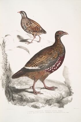 1. Lerwa Partridge, Perdix Lerwa; 2. Red Billed Quail, Coturnix erythrorhyncha [erythroryncha].