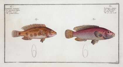 1. Lutianus videns, The Double-tooth; 2. Lutianus notatus, The spotted Lutian.