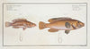 1. Lutianus Virescens, The Green-fin; 2. Lutianus Rcstratus[Rostratus], The Snouted Lutian.
