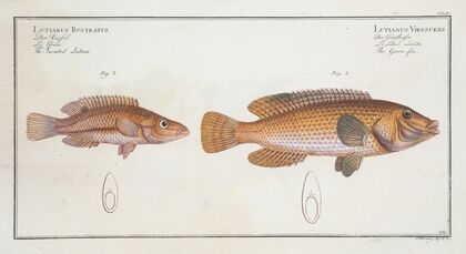 1. Lutianus Virescens, The Green-fin; 2. Lutianus Rcstratus[Rostratus], The Snouted Lutian.