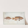 1. Lutianus Virescens, The Green-fin; 2. Lutianus Rcstratus[Rostratus], The Snouted Lutian. (1785-1797) by Marcus Elieser Bloch