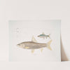 1. Mosal Carp, Cyprinus Mosal; 2. Morala Carp, Cyprinus Morala. by John Edward Gray
