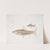 1. Mosal Carp, Cyprinus Mosal; 2. Morala Carp, Cyprinus Morala. by John Edward Gray