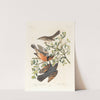 1. Mountain mocking bird, male. 2. 3. Varied thrush, male &amp; female by John James Audubon