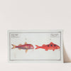 1. Mullus maculatus, The maculated Surmulet; 2. Mullus barbatus, The smaller Red-Beard. (1785-1797) by Marcus Elieser Bloch
