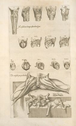 1. Musculorum laringis quartuordecim figurÃ§ – 2. De musculis peni peculiaribus