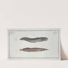 1. Ophidium Barbatum; 2. Ophidium aculeatum. (1785-1797) by Marcus Elieser Bloch