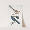 1. Pale Eared Jay, Garrulus albifrons; 2. Large Billed Crow, Corvus macrorhynchus. by John Edward Gray