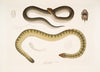 1. Penang Hypserina, Hypserina Hardwickii; 2. Hardwicke’s Short Sea Snake, Lapemis Hardwickii.