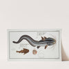 1. Platystacus angullaris, The Flat-Eel; 2. Platystacus verrucosus, The warty Flat-fish. (1785-1797) by Marcus Elieser Bloch