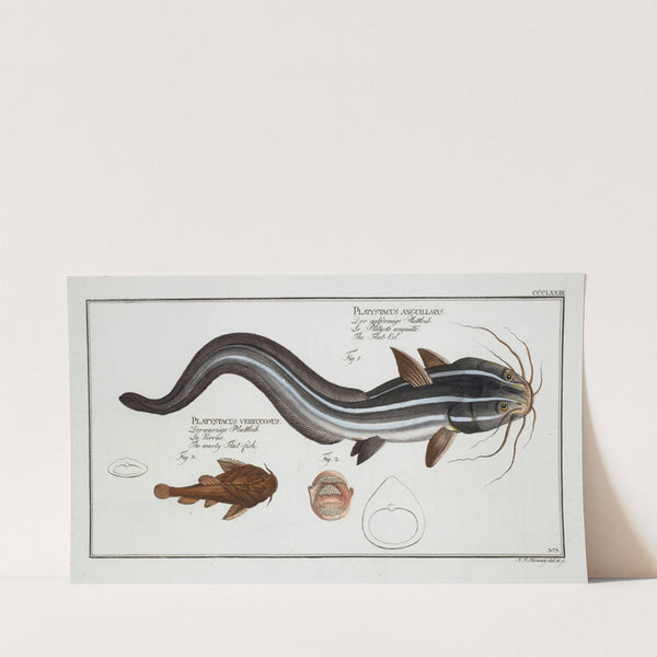 1. Platystacus angullaris, The Flat-Eel; 2. Platystacus verrucosus, The warty Flat-fish. (1785-1797) by Marcus Elieser Bloch