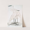 1. Pure White Heron, Ardea modesta; 2. Black Billed Heron, Ardea nigrirostris. by John Edward Gray