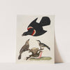 1. Red-winged Starling. 2. Female. 3. Black-poll Warbler. 4. Lesser Red-poll by Alexander Lawson