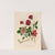 1. Rosa bengalensis fl. simplici [and] 2. Rosa bengalensis plenissimo subcontracto atro purpureo [and] 3. Rosa bengalensis Thea Bizzarria (1818-1824) by Gaetano Savi