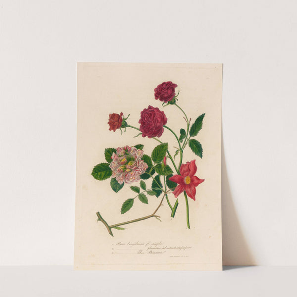 1. Rosa bengalensis fl. simplici [and] 2. Rosa bengalensis plenissimo subcontracto atro purpureo [and] 3. Rosa bengalensis Thea Bizzarria (1818-1824) by Gaetano Savi