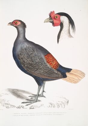 1. Rufous Tailed Crested Pheasant,, Euplocomus erythrothalmus; 2. Head of Silver Crested Pheasant,, Euplocomus Nycthemerus.