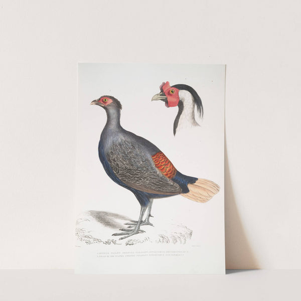1. Rufous Tailed Crested Pheasant,, Euplocomus erythrothalmus; 2. Head of Silver Crested Pheasant,, Euplocomus Nycthemerus. by John Edward Gray