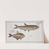 1. Salmo argentinus, The Piabuco; 2. Salmo bimaculatus, The bimaculated Salmon. (1785-1797) by Marcus Elieser Bloch