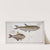 1. Salmo argentinus, The Piabuco; 2. Salmo bimaculatus, The bimaculated Salmon. (1785-1797) by Marcus Elieser Bloch