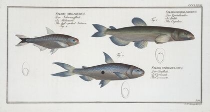 1. Salmo groenlandicus, The Capelan; 2. Salmo melanurus, The tail-spotted Salmon; 3. Salmo unimaculatus, The Curimate.