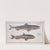 1. Salmo Saurus, The Sea-Lizard; 2. Salmo foetens, Sea-Sparrow-Hawk. (1785-1797) by Marcus Elieser Bloch