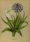 1 Scilla Peruviana 2.Scilla Peruviana Alba (1872-1881)