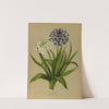 1 Scilla Peruviana 2.Scilla Peruviana Alba (1872-1881) by Arentina Hendrica Arendsen