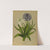 1 Scilla Peruviana 2.Scilla Peruviana Alba (1872-1881) by Arentina Hendrica Arendsen