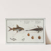 1. Silurus Clarias, The Longbearded; 3. Silurus Ascita, The Crack-Belly. by Marcus Elieser Bloch