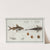 1. Silurus Clarias, The Longbearded; 3. Silurus Ascita, The Crack-Belly. by Marcus Elieser Bloch