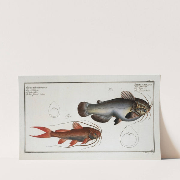 1. Silurus galeatus, The helmed Silure; 2. Silurus erythropterus, The red-finned Silure. (1785-1797) by Marcus Elieser Bloch