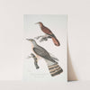 1. Slender billed Cuckoo, Cuculus tenuirostris; 2. Bhrow [Brow] Cuckoo, Cuculus Lathami. by John Edward Gray