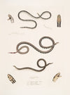 1. Slender Calliophis, Calliophis gracilis; 2. Lined Maticora, Maticora lineata; 3. White Bellied Changulia, Changulia albiventer.
