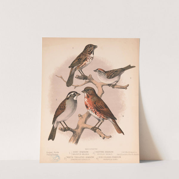 1. Song sparrow. Melospiza melodia. 2. Chipping sparrow. Spizella socialis. 3. White throated sparrow. Zonotrichia albicollis (1874) by Louis Prang & Co.