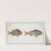 1. Sparus Cuning, The Cuning; 2. Sparus vittatus, The striped Gilt-head. (1785-1797) by Marcus Elieser Bloch