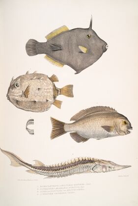 1. Spine Sided Monacanthus, Monacanthus (Amanses) Histrix; 2. Many Spined Coffin Fish, Ostracion (Acarana) auritus
