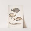 1. Spine Sided Monacanthus, Monacanthus (Amanses) Histrix; 2. Many Spined Coffin Fish, Ostracion (Acarana) auritus by John Edward Gray
