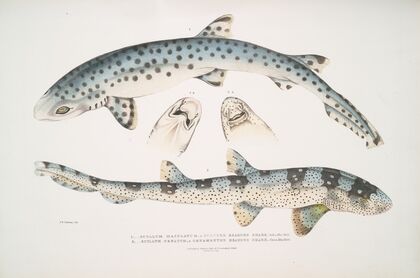 1. Spotted Bearded Shark, Scyllum maculatum. India, Mus. Brit.; 2. Ornamented Bearded Shark, Scyllum ornatum