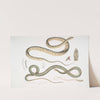 1. Spotted Bellied Snake, Coluber ventromaculatis; 2. Bell&#039;s Tree Snake, Ahætula Bellii. by John Edward Gray