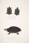 1. Spotted Terrapin, Emys Guttata [Emys Hamiltonii]; 2. Thicknecked Terrapin, Emys crassicollis.
