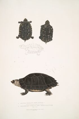 1. Spotted Terrapin, Emys Guttata [Emys Hamiltonii]; 2. Thicknecked Terrapin, Emys crassicollis.